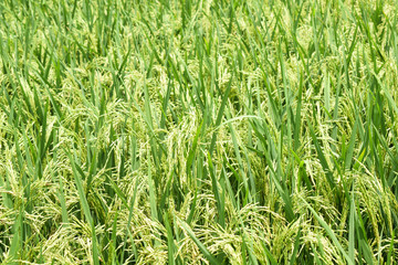 Aerial view of a beautiful green color paddy field with full of rice tree