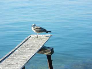 Lonely seagull at beautiful sea
