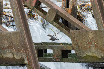 Dipper (Cinclus cinclus)