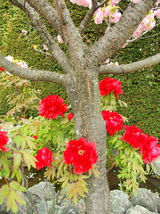 赤い牡丹と八重桜