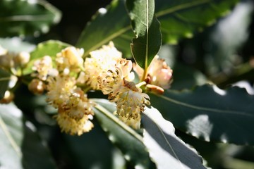 flowering yellow blossom in the garden