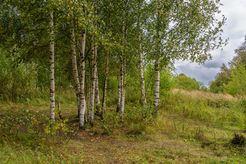 Birch Grove on a cloudy day. Central Russia landscape