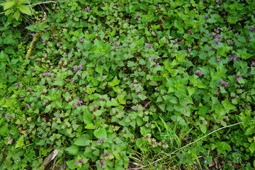 Obraz premium lila Waldblümchen im April