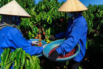 Robusta and arabica coffee berries with agriculturist hands, Gia Lai, Vietnam 
