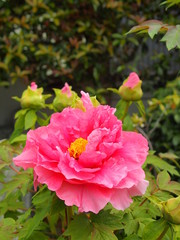 ピンクの牡丹