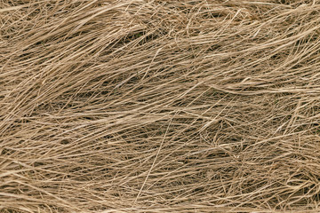 dry grass straw close up