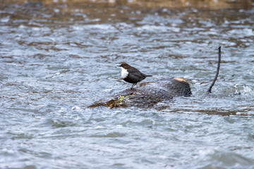 Dipper (Cinclus cinclus)