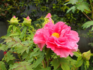 ピンクの牡丹