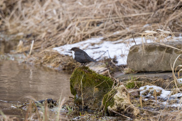 Dipper (Cinclus cinclus)