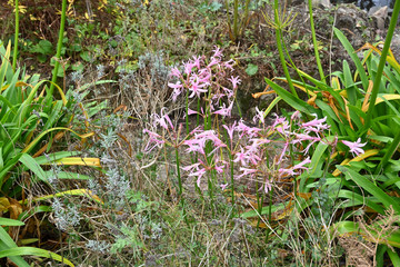 flowers in the grass