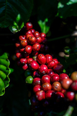 Arabica and Robusta tree in Coffee plantation, Gia Lai, Vietnam.