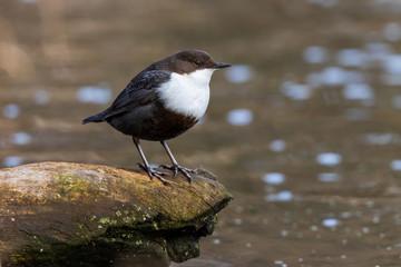 Dipper (Cinclus cinclus)