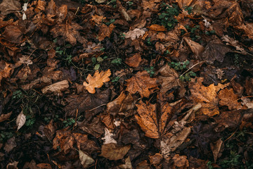 Autumn maple leaves on a hillside