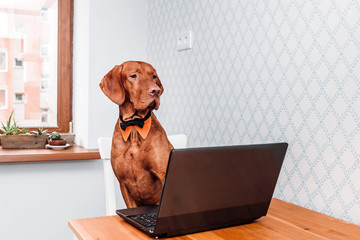 A freelancer  vizsla dog in a bow tie works at a computer or laptop from home
