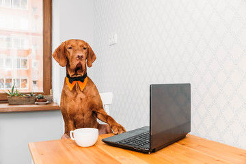A freelancer  vizsla dog in a bow tie works at a computer or laptop from home