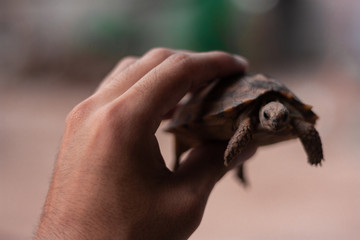 Tortuga.