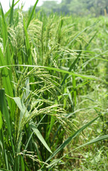 Portrait of a beautiful green color paddy field with full of rice tree