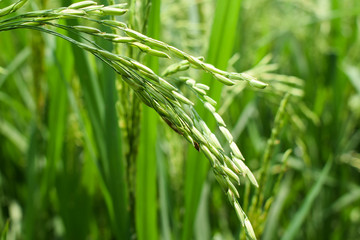 Portrait of ears of light green colored rice tree in the middle of a beautiful paddy field