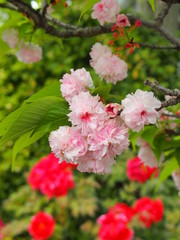 ヤエザクラと牡丹