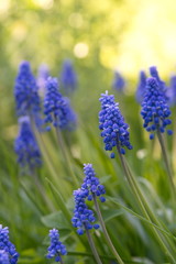 blue flowers in the garden