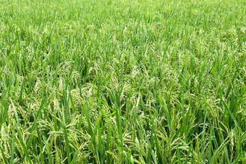 Top view of a beautiful green color paddy field with full of rice tree