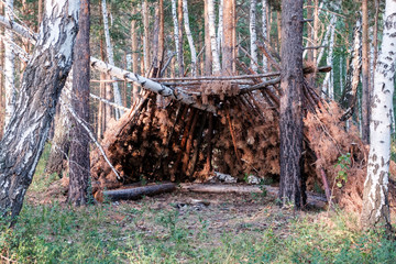 a hut in the forest among pines in the summer