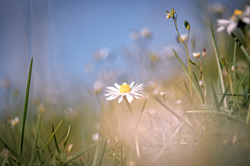 Blumenwiese mit Gänseblümchen © Gisela