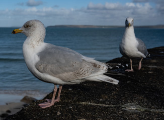 Seagulls on a wall
