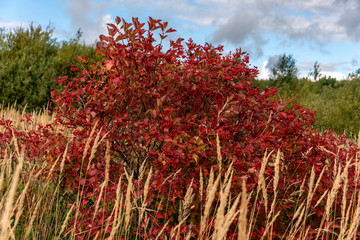 Very beautiful red viburnum bush with berries on an autumn background