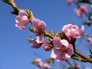 Beautiful flowering peach tree branch