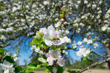 Apfelblüte im Elsass im April