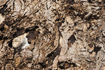Texture of an ancient cracked bark of a bicentennial dry tree
