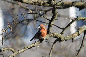 cardinal on a branch