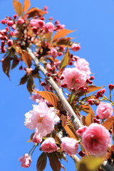 Cerisier du Japon en fleurs