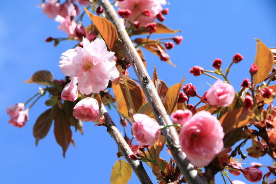 Page De Garde Avec Cerisier Du Japon