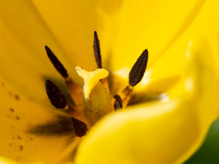Tulpe