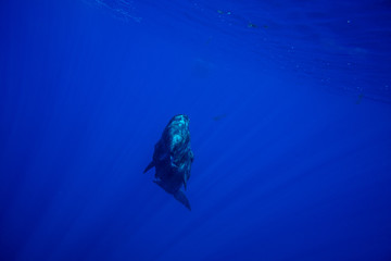 Underwater shot of a sperm whale in the clear water of the ocean. Mauritius