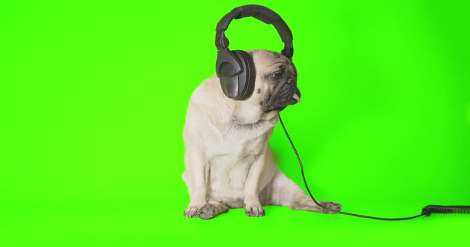 Funny cute pug dog feeling good listening to music with big headphones  Enjoy. Comic, fun animal concept. Green screen
