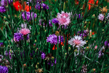 summer meadow with red poppies