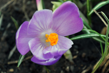 Obraz na płótnie Canvas Violet flower