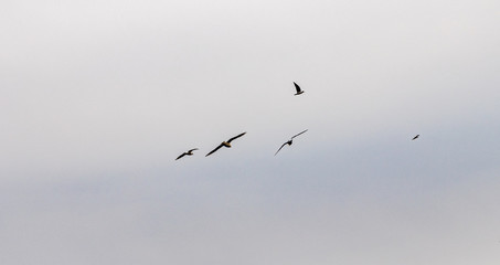 Flying birds in the sky.