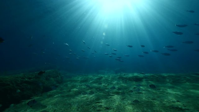 underwater fish scenery with sun beams rays and sunshine pcean scenery