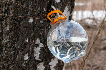  A plastic jar for collecting birch sap is suspended on a tree trunk.