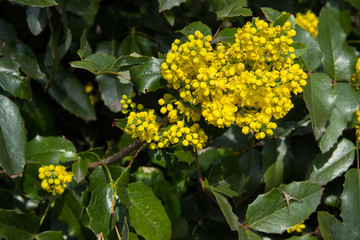 Spring yellow flowers on a dark green background of leaves