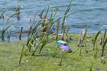 Polluted Green River with Plastic and Paper Bottles