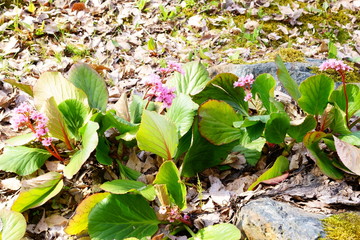 園芸用に栽培されているヒマラヤユキノシタ