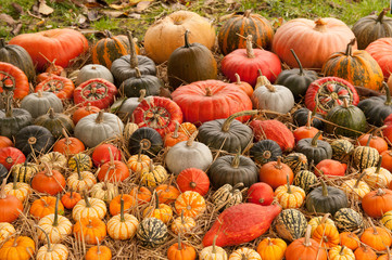 pumpkins and gourds