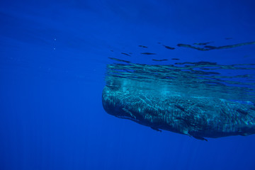 Underwater shot of a sperm whale in the clear water of the ocean. Mauritius