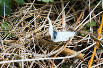 White butterfly interspersed in gray on a straw background