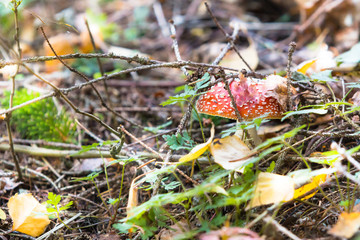 versteckter Fliegenpilz